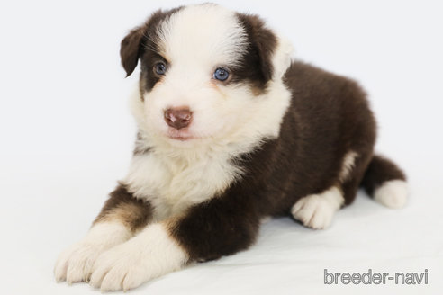 成約済の神奈川県のボーダーコリー-319175の3枚目